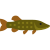 brochet icon