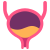 Bladder icon