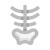 Pelvis icon