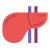 Anatomy icon