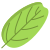 Smoke Tree Leaf icon