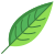 Heliconia Leaf icon