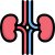 Anatomy icon