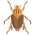 Beetle icon