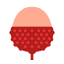 Lychee icon