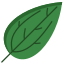 Camphor Leaf icon