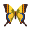 Machaon Schmetterling icon