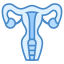 Uterus icon