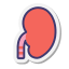 Kidney icon