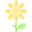 Sunflower icon