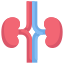 外部解剖学解剖学平坦-明显-平坦-kerismaker-46 icon