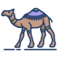 Dromedary icon