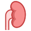 Kidney icon