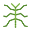 Phasmatodea icon