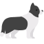 border collie icon