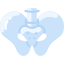 Pelvis icon