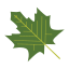 Maple leaf icon