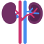 Kidney icon