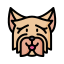Yorkshire Terrier icon