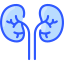 Kidneys icon