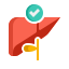 Liver icon