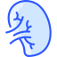 Spleen icon