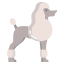 French Poodle icon