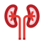 Kidneys icon