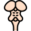 Anatomy icon