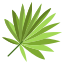 Cabbage Palmetto Leaf icon