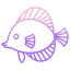 Discus Fish icon