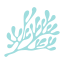 Seaweed icon