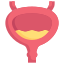 Anatomy icon