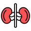 Kidney icon