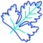 Coriander Leaf icon