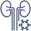 Kidney icon