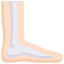 Anatomy icon