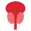 前列腺 icon