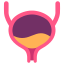 Bladder icon