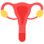 Uterus icon