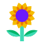 Sonnenblume icon