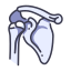 Anatomy icon