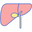 Liver icon