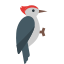 pájaro carpintero icon