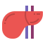 Anatomy icon