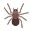 Spinne icon