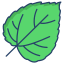 Mulberry Leaf icon