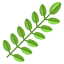 Black Locust Leaf icon