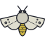 mariposa-falcão icon