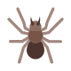 Aranha icon